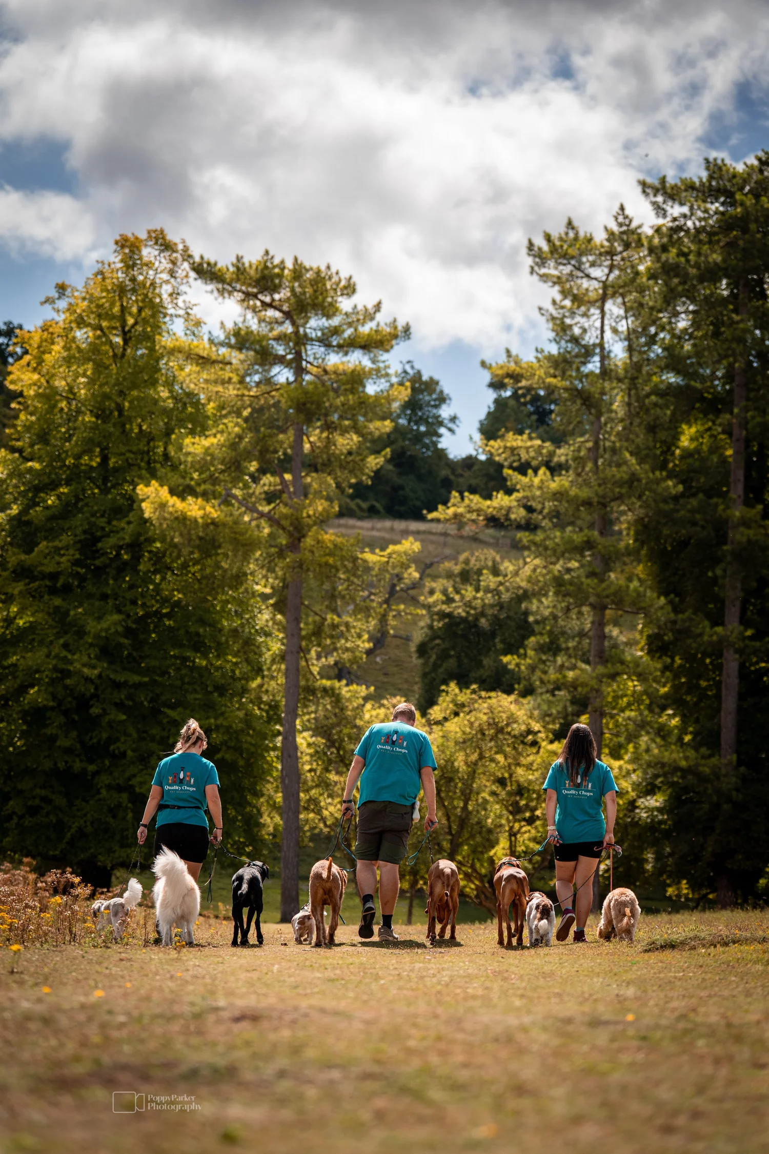 Quality Chops trainers walking a group of dogs through woodland near Aylesbury