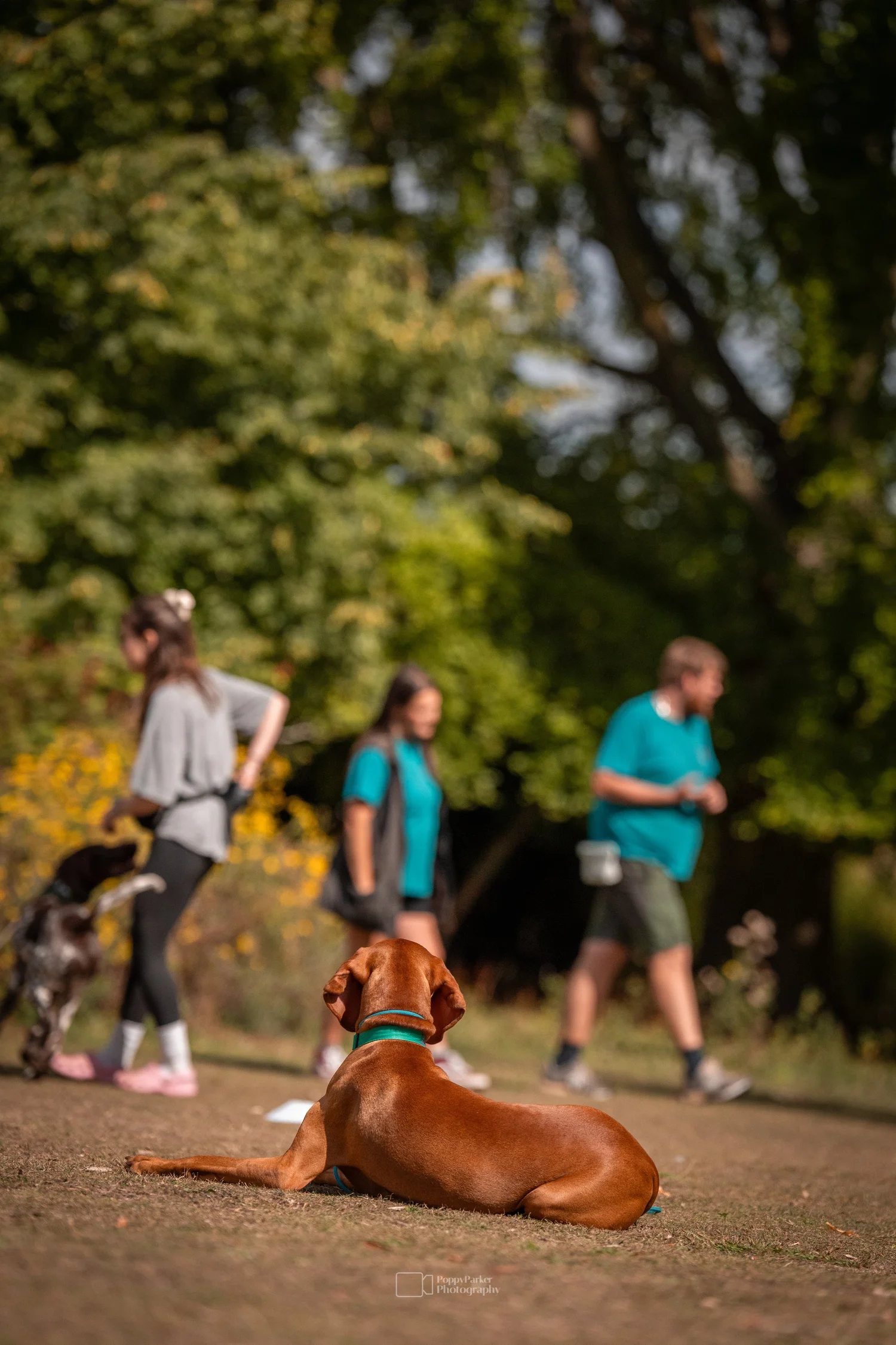 Vizsla in a down-stay during a Quality Chops training session